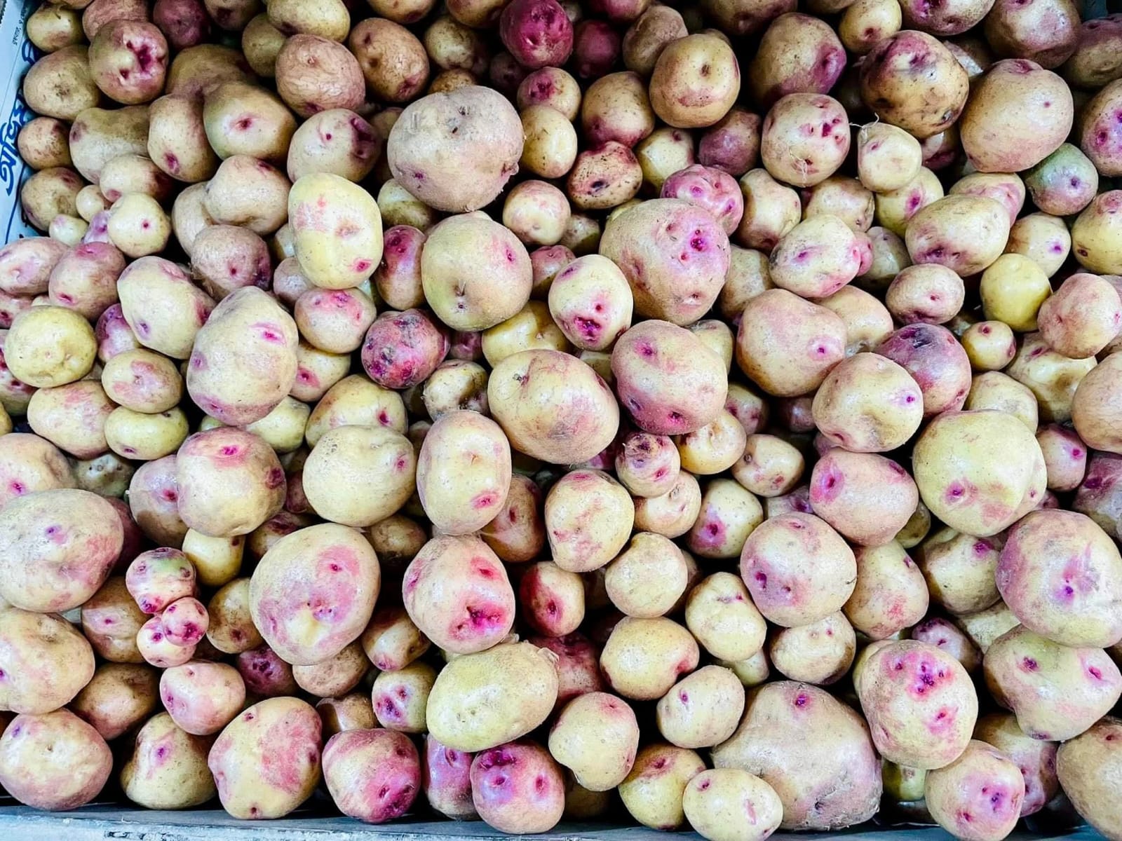 Pahari Deshi Alu
